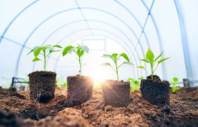 Quality Plant Selection