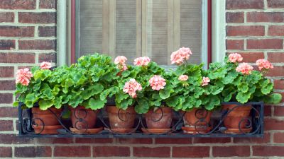 Add Flowers or Other Plants To Your Window Box